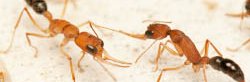 Deux fourmis ouvrières Harpegnatos saltator se battent en duel.
