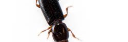 Rhizophagus bipustulatus, un petit coléoptère marron et noir.