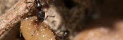 Une fourmi noire brillante tirant de la nourriture sur des pierres. Cardiocondyla elegans.