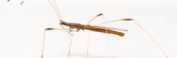 Une punaise à échasses, un insecte très fin avec de longues pattes et de longues antennes.