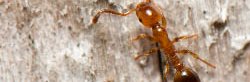 Petite fourmi orange et brune parasite de Formica.
