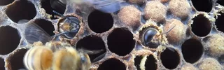 Deux faux-bourdons, les mâles des abeilles, en train d'éclore sur un cadre de ruche.