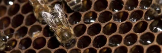 Une abeille sociale Apis mellifera avec la tête dans une cellule de cire contenant du nectar qu'elle transforme en miel.