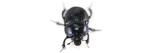 Anoplotrupes stercorosus, le bousier commun, un gros coléoptère bleu violet sur fond blanc, vu de dessus.