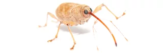 Curculio elephas, un charançon brun beige et orange, aussi appelé balanin de la châtaigne, avec son grand rostre. Fond blanc macro.