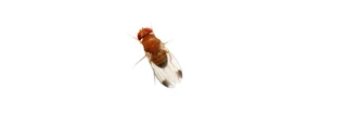 Photo vue de dessus sur fond blanc en macro d'une drosophile asiatique invasive venue du Japon, Drosophila suzukii.