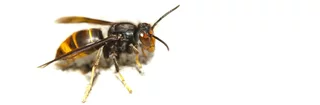 Un frelon asiatique vu clairement de profil sur fond blanc en macro. Le frelon asiatique a un corps noir et jaune.