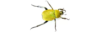 Un coléoptère jaune, l'Hoplie argentée, vu de dessus sur fond blanc.