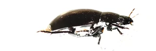Un coléoptère aquatique hydrophile vu de profil sous l'eau sur fond blanc. Une tâche argentée sur son ventre montre une bulle d'air coincée sous son corps pour respirer.