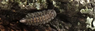 Un Polyxénidé, petit mille-pattes poilu, sur l'écorce d'un arbre couvert de lichen gris.
