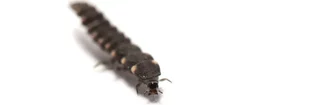 un ver luisant noir, les vers luisants sont des insectes alliés du jardinier qui dévorent les escargots.