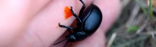 Insecte coléoptère crache sang, aussi appelé Timarque ou Timarcha, de couleur noir avec un liquide rouge oramge ressemblant à du sang.