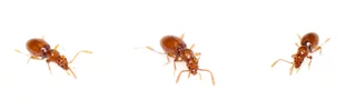 Scydmaenus (Cholerus) hellwigii un petit coléoptère brun orange qui vit dans les fourmilières.