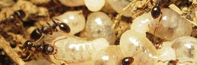 Des fourmis noires des pavés, Tetramorium caespitum, s'occupent de leurs grandes larves blanches qui donneront des fourmis princesses ailées.