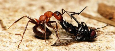 Une ouvrière de fourmis des bois ou fourmis rousses du genre Formica tire sa proie, une mouche morte, vers la fourmilière.