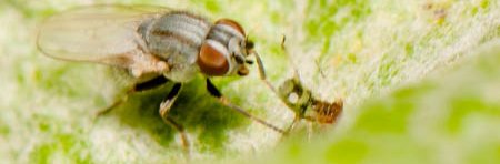 Une petite mouche grise du genre Leucopis trait un puceron sur une feuille d'arbre.