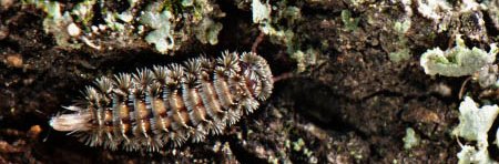 Un Polyxénidé, petit mille-pattes poilu, sur l'écorce d'un arbre couvert de lichen gris.