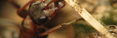 Gros plan sur la tête d'une fourmi rousses des jardins, Formica rufibarbis.