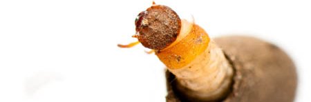Larve d'un insecte de l'ordre des coléoptères et du genre Clytra. Cette larve s'introduit dans les fourmilières et mange les larves de fourmis. La larve a une tête brune sclérifiée avec un thorax orange et un fourreau en argile.