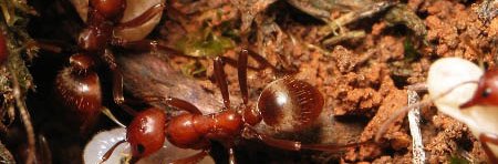 Deux fourmis esclavagistes rouges de l'espèce Polyergus rufescens transportent un cocon et une larve de fourmis esclavages du genre Formica, sous-genre Serviformica, jusqu'à leur nid.