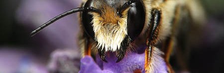 Gros plan sur la tête d'une abeille coupeuse de feuille mégachile vue de face sur une fleur de lavande. La tête de l'abeille est noire avec de grands yeux et des poils roux et blonds.