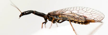 Un insecte raphidioptère avec un long cou (prothorax) et des ailes nervurées transparentes.