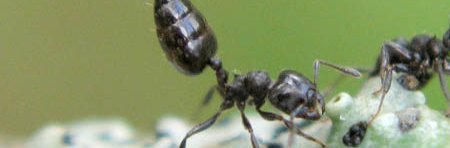 Une fourmi noire a abdomen en forme de pique du genre Crematogaster.