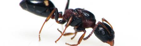 La fourmi à quatres points, Dolichoderus quadripunctatus, reine vue de profil sur fond blanc.