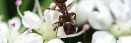 Une fourmi du genre Lasius boit du nectar dans une petite fleur blanche.