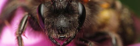 Andrena fulva, une abeille solitaire noire et orange.