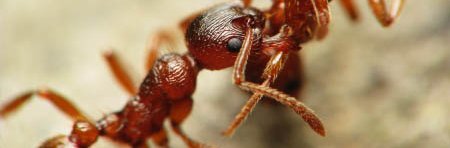 Une fourmi rouge (Myrmica) transporte le cadavre d'une ouvrière morte hors de son nid.