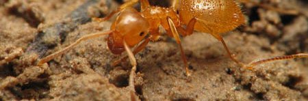 Réveil des fourmis au printemps