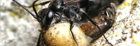Une guêpe chasseuse d'araignées noire de la famille des pompiles ou Pompilidae transporte une araignée paralysée pour nourrir ses larves.
