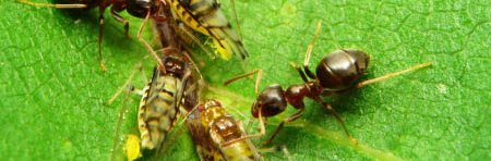 Des fourmis du genre Lasius avec des pucerons du noyer sur une feuille de noyer.