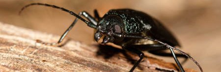 Un capricorne ou coléoptère longicorne noir sur du bois. Cet insecte est entièrement noir avec de longues antennes.