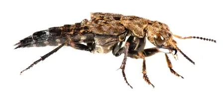Staphylin tessellé, un coléoptère noir et brun avec l'arrière de l'abdomen gris.