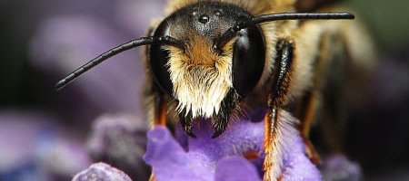 Gros plan sur la tête d'une abeille coupeuse de feuille mégachile vue de face sur une fleur de lavande. La tête de l'abeille est noire avec de grands yeux et des poils roux et blonds.