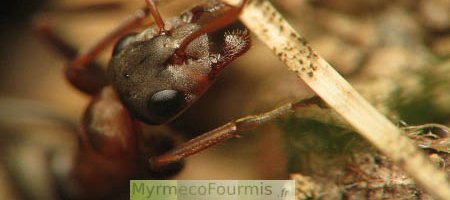 Gros plan sur la tête d'une fourmi rousses des jardins, Formica rufibarbis.