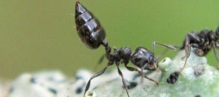 Une fourmi noire a abdomen en forme de pique du genre Crematogaster.