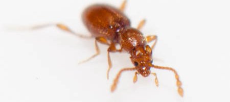 Scydmaenus (Cholerus) hellwigii un petit coléoptère brun orange qui vit dans les fourmilières.