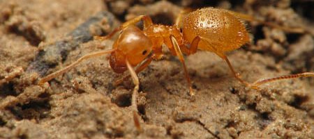 Une fourmi du genre Lasius à fondation dépendante est froide au printemps et couverte de gouttelettes de rosée.
