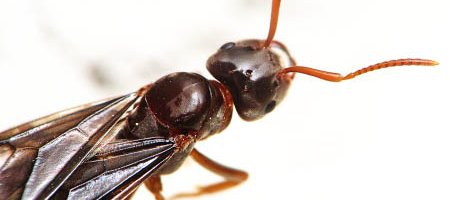 Gros plan macro sur une reine fourmi de l'espèce Lasius umbratus ou Lasius mixtus, c'est une reine ou princesse ailée avec un crops brun et des ailes fumées.