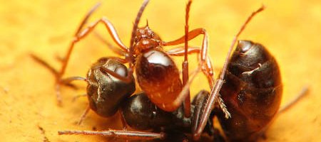 Une fourmi rouge Myrmica pique une fourmi noire.