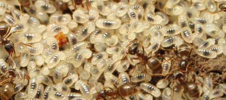 De nombreuses larves de fourmis vues dans une fourmilière. Elles sont blanches avec un point noir qui correspond à leur intestin. Ces fourmis sont du genre Lasius.