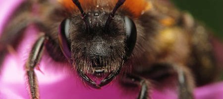 Andrena fulva, une abeille solitaire noire et orange.
