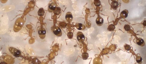 Des ouvrières de fourmis du genre Temnothorax présentent un aspect inhabituel, pâle et proche des reines, à cause d'un vers cestode parasite.