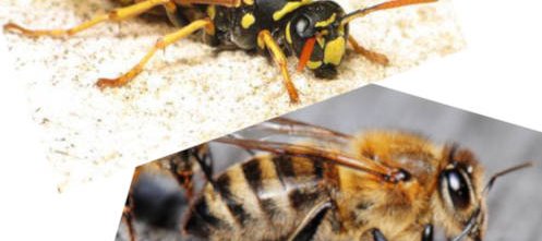 Photo composite illustrant les différences entre une guêpe, ici une guêpe à papier poliste, ou une abeille, ici l'abeille sociale Apis mellifera.