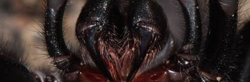 Atrax robustus est une araignée venimeuse australienne. Avec son venin mortel et rapide, elle est considérée comme l'araignée la plus dangereuse au monde.