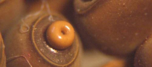 Plusieurs oeufs du phasme baton Carausius morosus, de couleur brune avec une protubérance jaune.