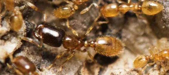 Macrophotographie dans la nature de fourmis Solenopsis orbula avec des majors à têtes noires. Ce sont de très petites fourmis jaunes à part pour les majors.